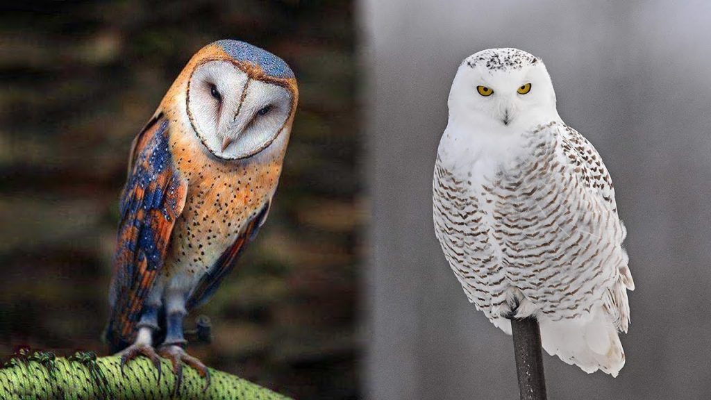 Nice Owl