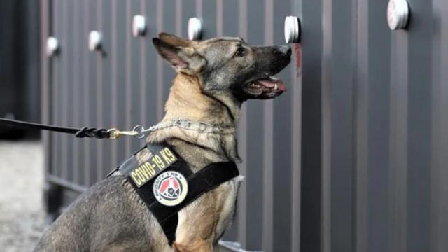 “COVID-19 Canines” Are Being Trained to Detect Virus at Concerts