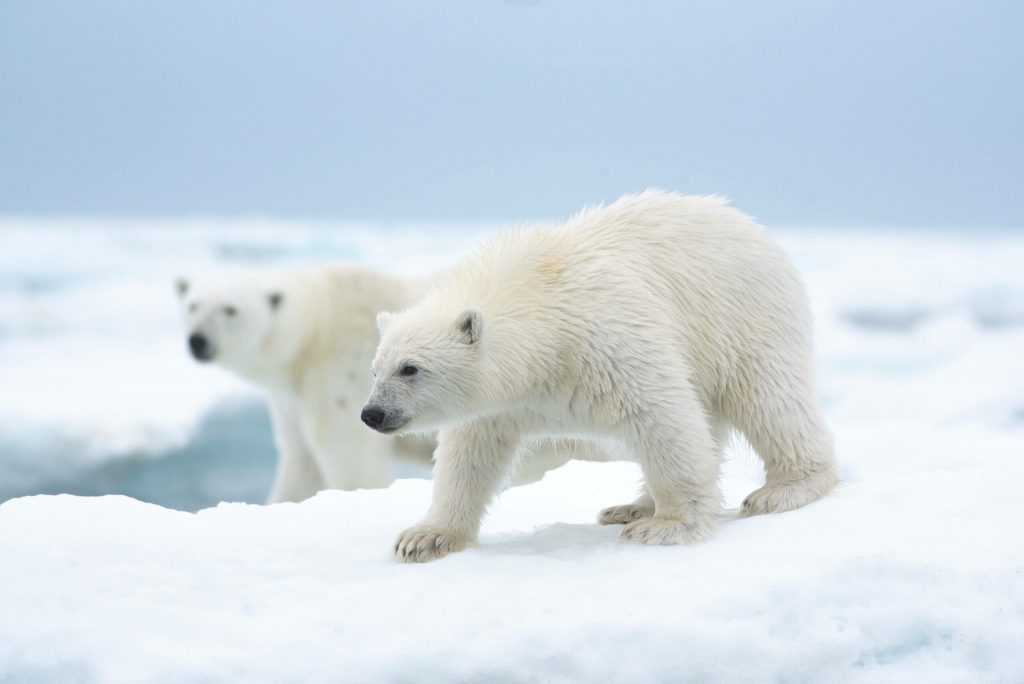 DisneyNature “Polar Bear” Coming To Disney+ On Earth Day